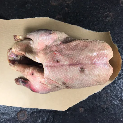 Wilde gans heel