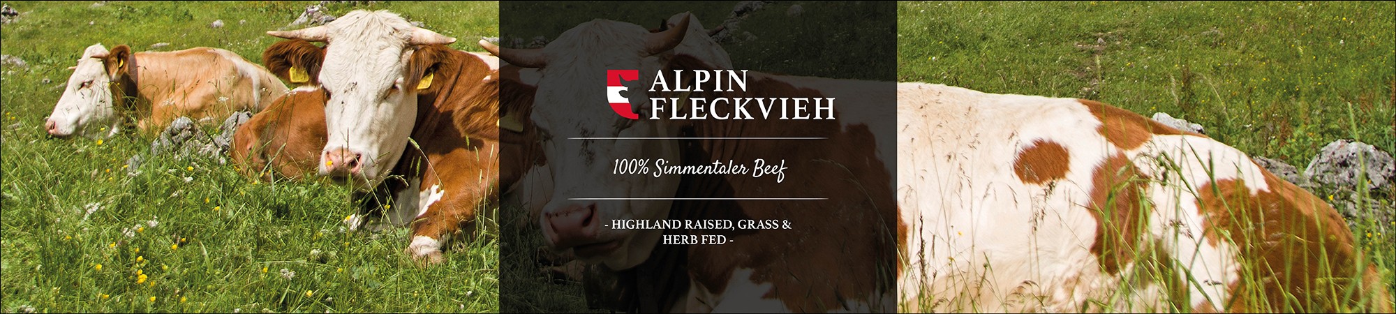 Alpin Fleckvieh AUT