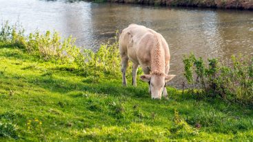 Grass-fed meat